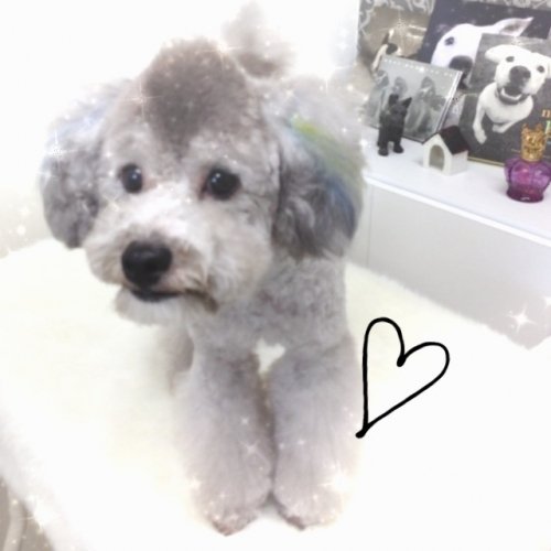 バディくん(^^)カット後