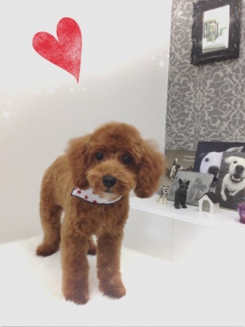 りんたろうくん完成スタイル（≧∇≦）