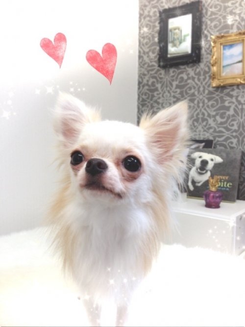 チワワちゃんもきてくれましたよー！！