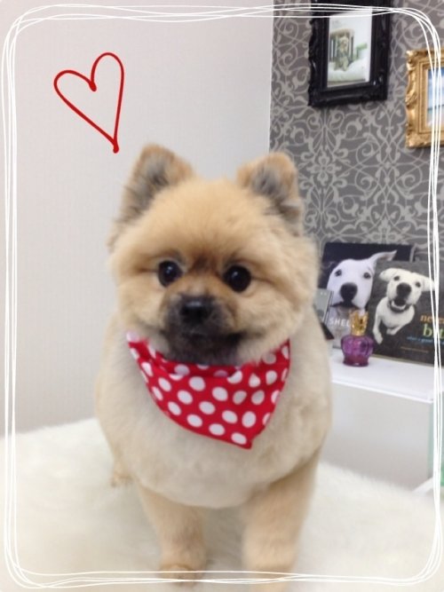 ランちゃん完成スタイル(*^_^*)