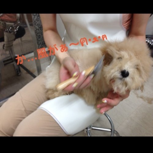 サクラちゃんVSドライヤー(^^)