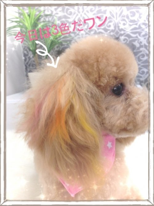 今日もカラーリングしちゃったワン(^^)！