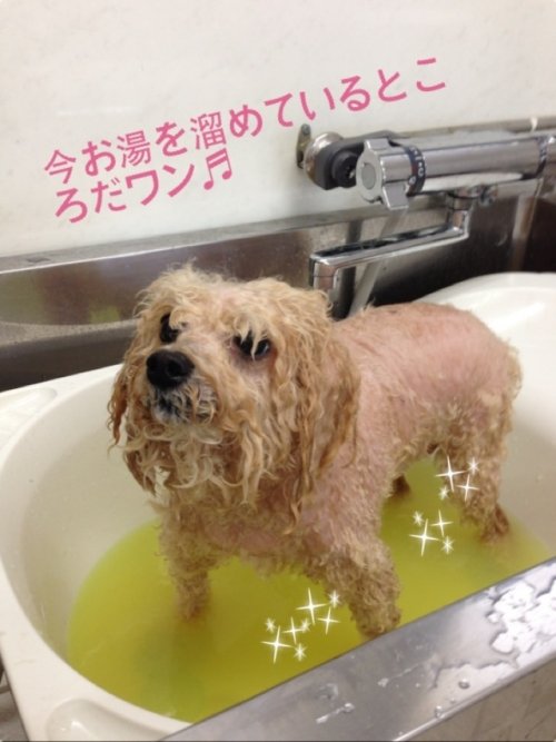 チャポチャポ温泉～(*・ε・*)