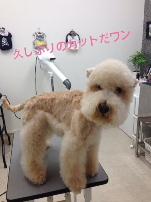 この犬種は？？？？