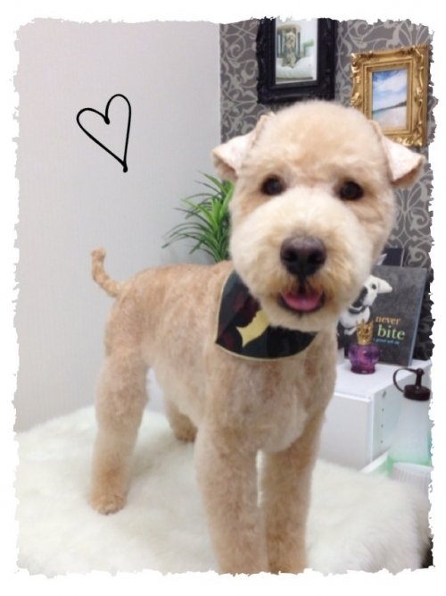 ダイズくんのカット後(*^^*)