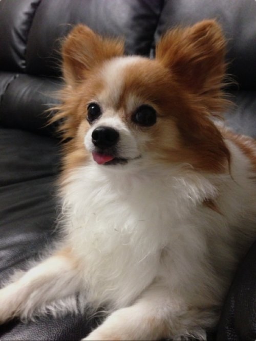 ご予約状況のお知らせ