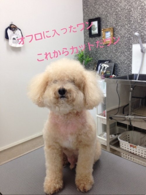 あっカット前の写真忘れてた！！