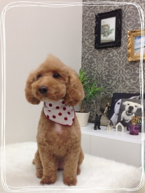 ソフトモヒ(^_^)