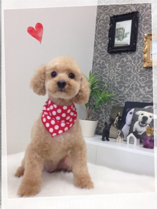 モコちゃんが変身～！！