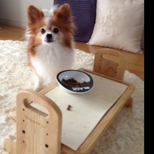 トフィーの朝ごはん(^^)