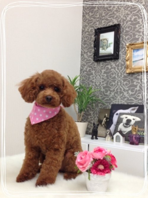 チョコちゃんでーす(^^)！！