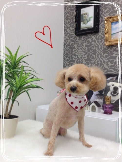 マロンちゃんがんばって^_^！！