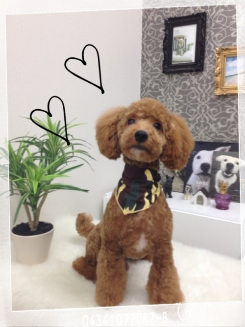 同じ出身だよ～！！ポポくんです(^^)