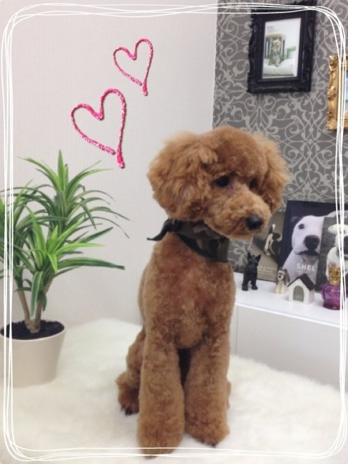 コムギっち(*^^*)