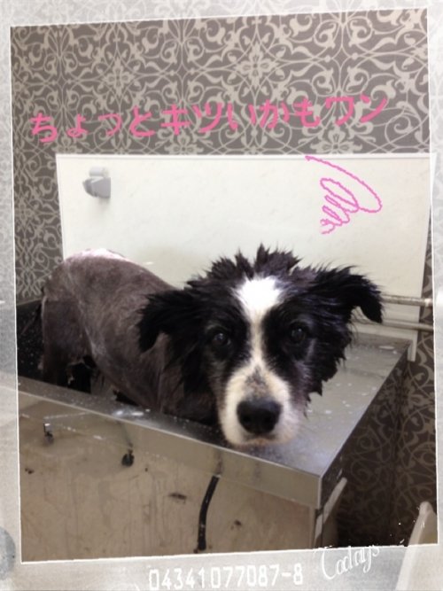 ボーダーコリー(^^)