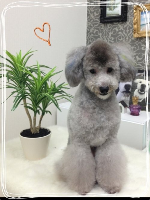 モデル犬のバディーくん＼(^o^)／