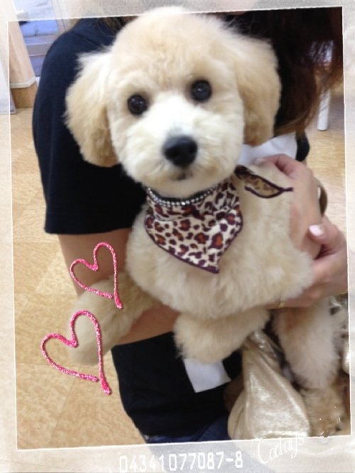 サクラちゃん((´∀｀))