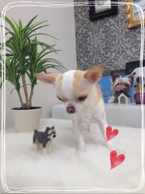 今日のワンコ(^^)！！