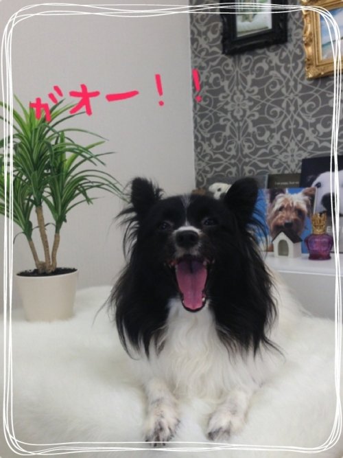 プッチだワン！