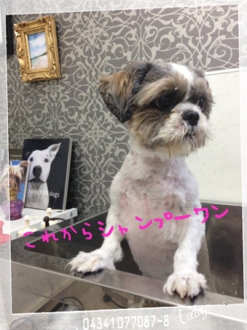 ペコりんです！