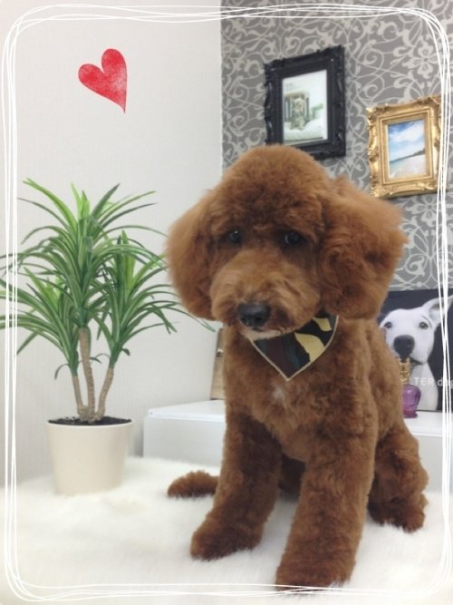 今月も総理くんが来てくれました（≧∇≦）