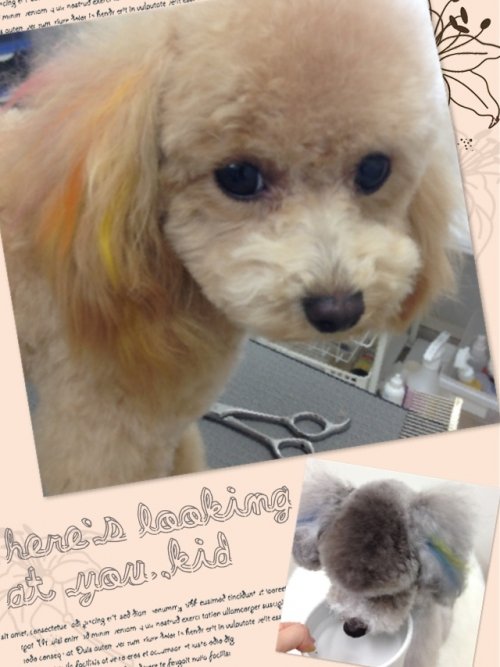 メッシュカラー 料金のご案内