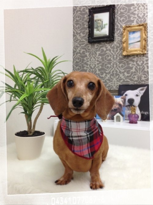 お友達とトリミングにきたワン！