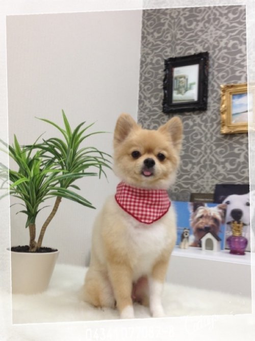 りんちゃんと来たワン(*^^*)