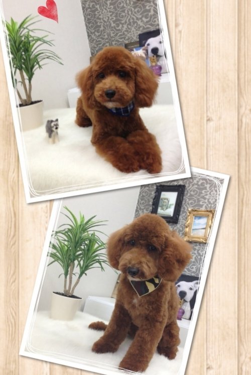 実は兄弟でしたー(*^^*)！！