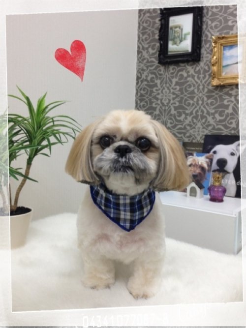 レオくん(´∀｀)