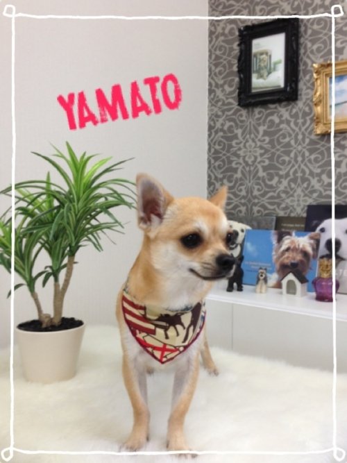 ワイルドなチワワ(^^)