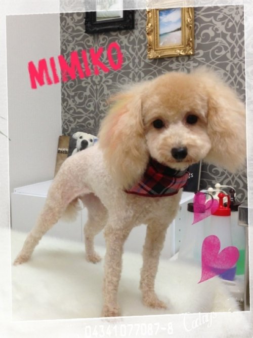 メッシュカラーのミミコちゃん(´∀｀)