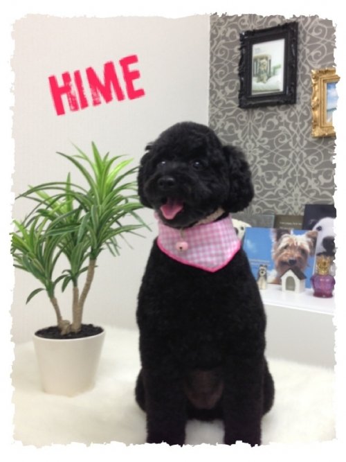 ヒメちゃんです！！