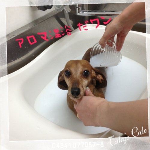 アロマ温浴だワーン