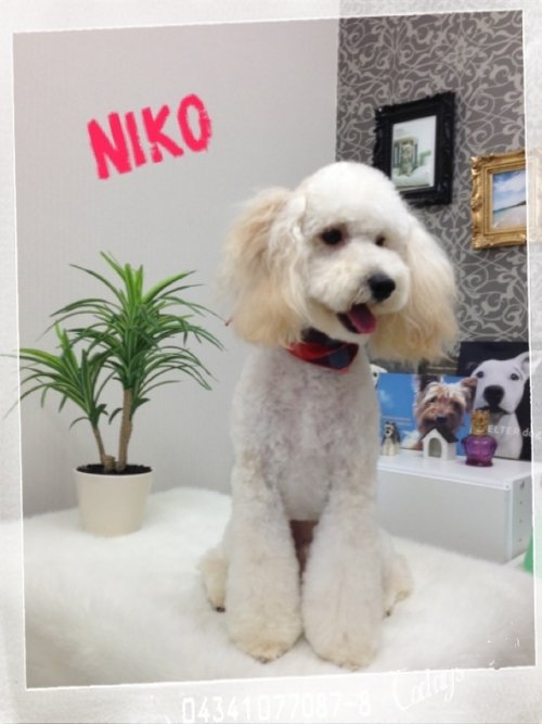 ニコちゃんでーす(´∀｀)！！