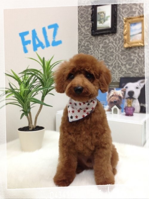 トリミングデビューの仔犬ちゃん(^^)