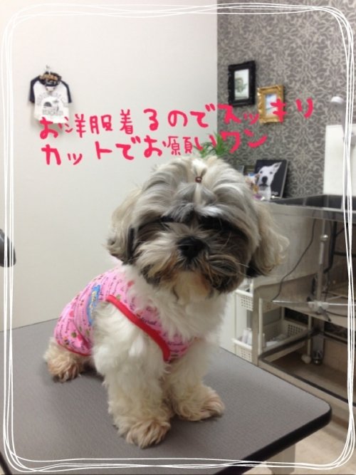 ゴローくん^_^ 初ラブリッシュで緊張～