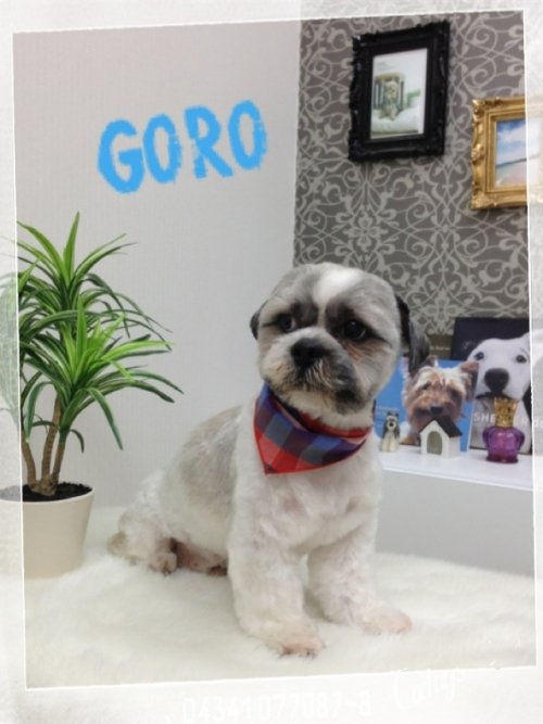 ゴローくん3(*^^*)