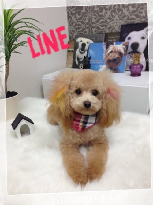 みんなのアイドル(^^)ラインくん！