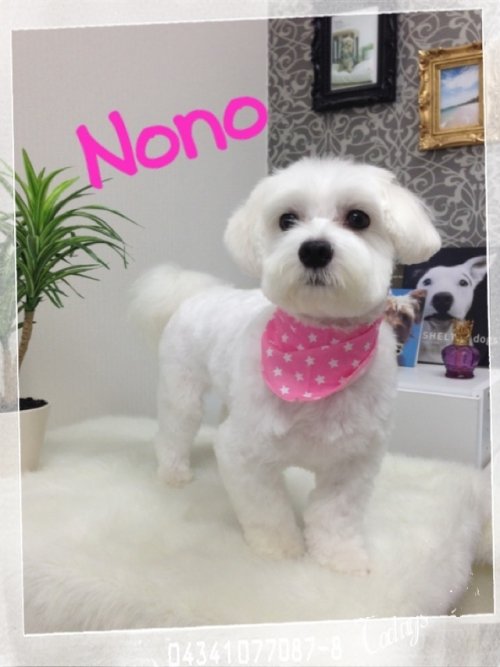 ノノちゃん完成スタイル