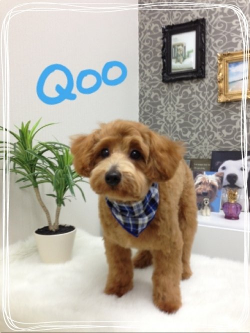 クーちゃんがご来店～(*^^*)