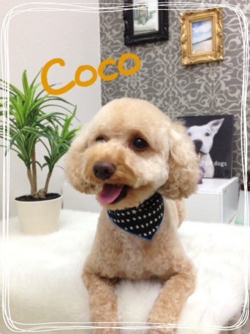 ココちゃんごらいて～ん(^-^)