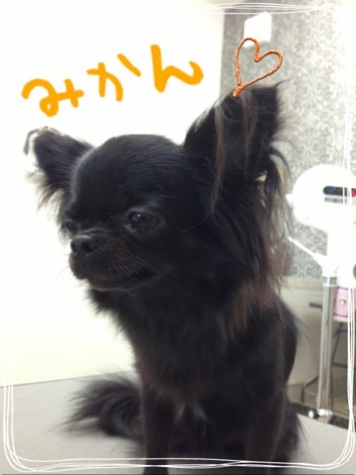チワワん(^ ^)