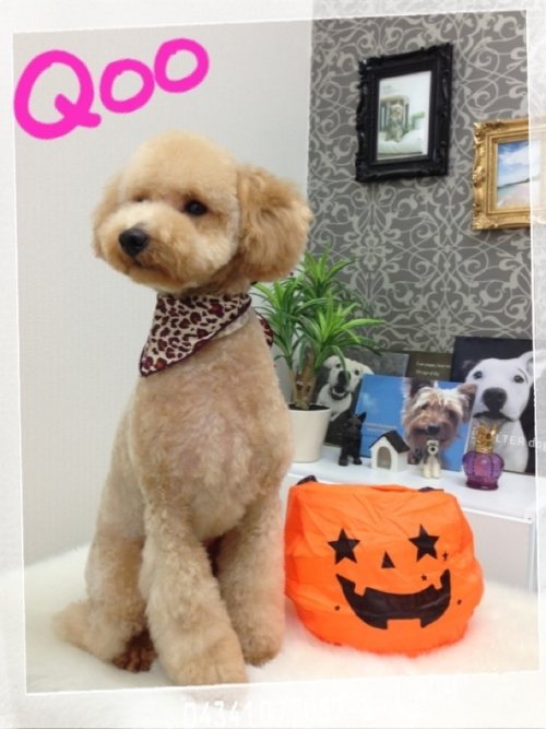 クーちゃんでーす(^^)