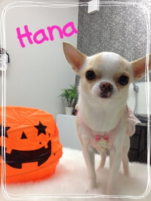 ハナちゃんご来店～(^^)