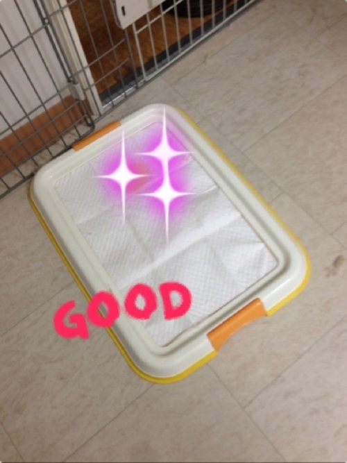 トイレは完璧だワン(^ ^)！！