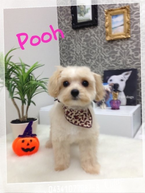 はじめて美容室にきたワン