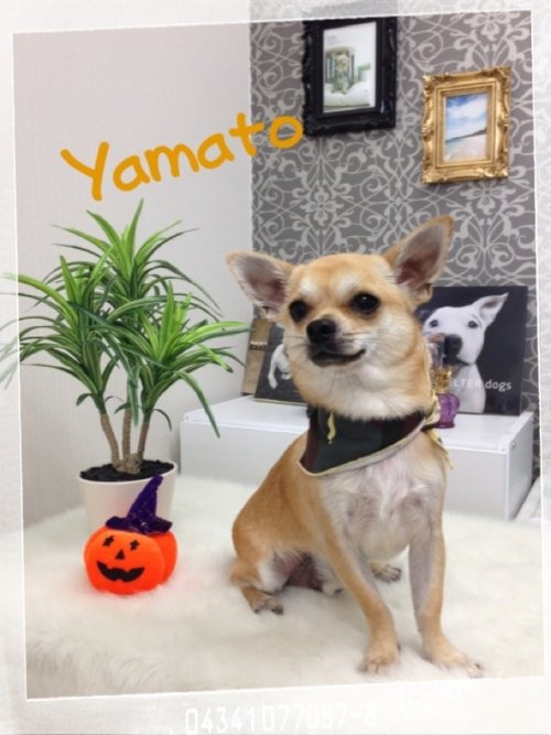 ヤマトだぜ！！