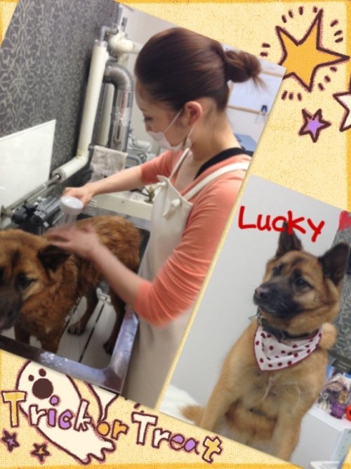 今日のワンコ(^ ^)