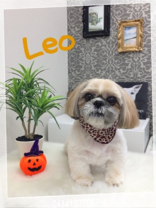 今日はボクの番だワン！！